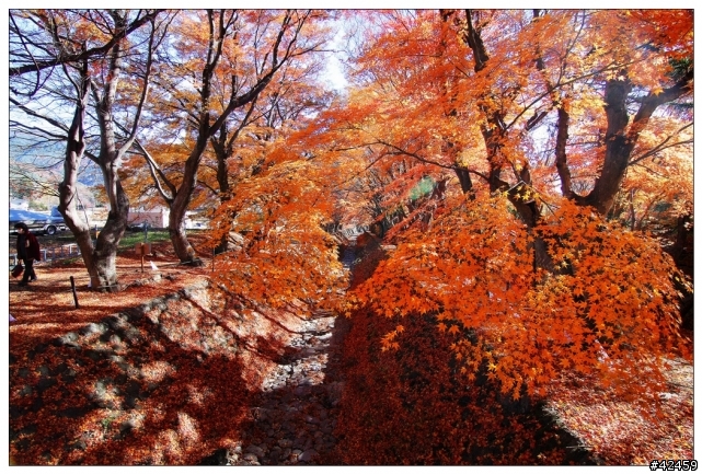 [SKYWAVE TYPE-S]富士山賞楓小品