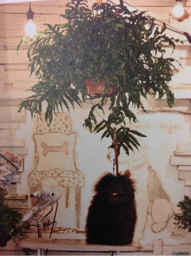 請教植物名（翻拍日本園藝師川本諭的書）