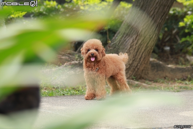 開心的貴賓momo