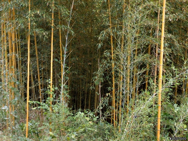 老灰狼 -- 丸田砲台遺址