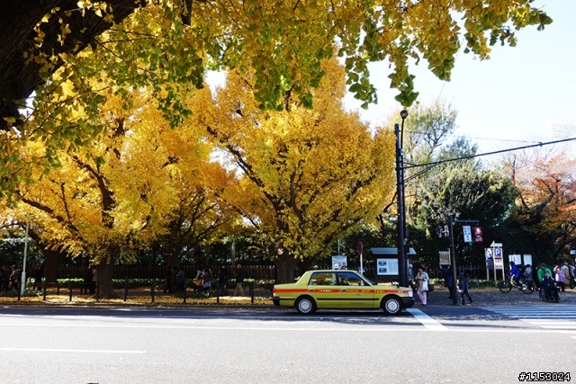 深秋銀杏．東京 外苑前並木道 & 東京大學