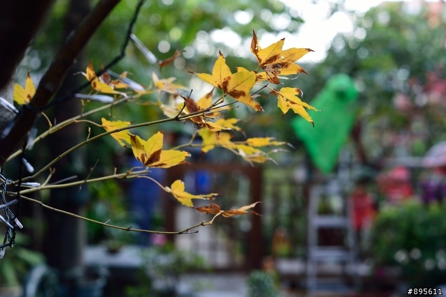 R鏡 改成nikon接環--R 80 1.4 在2013/12/3碰上Df 之後....