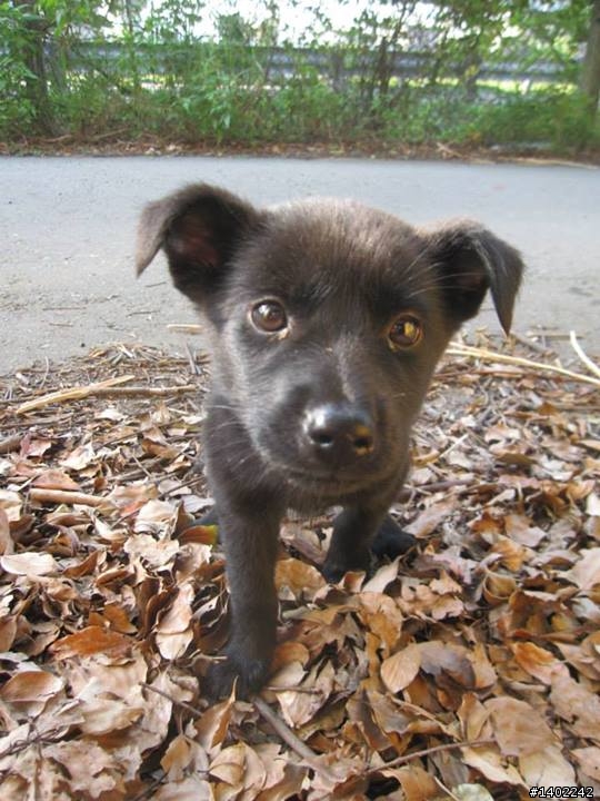 **台北內湖**黑白郎君~黑白雙雄~超可愛米克斯領養^^