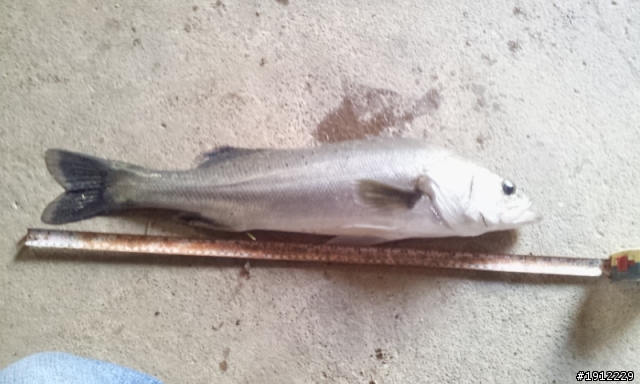 請問版上  賢拜 七星鱸魚的釣法