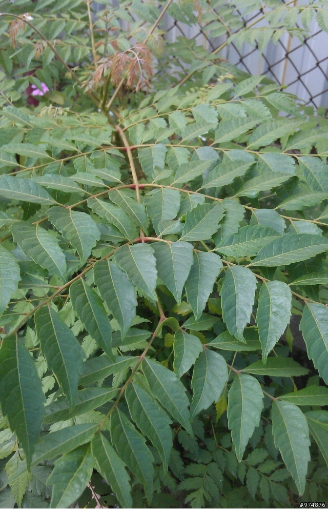 請問這是什麼植物?
