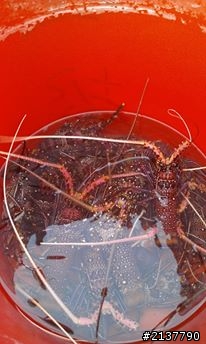 當老闆是宗教狂熱者時.....