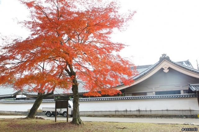 【京都】4# 奈良の紅葉