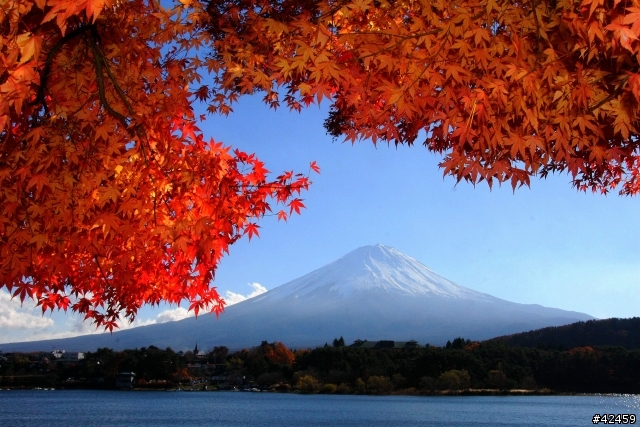 [SKYWAVE TYPE-S]富士山賞楓小品