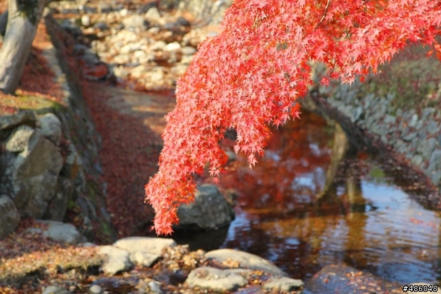 【京都】4# 奈良の紅葉