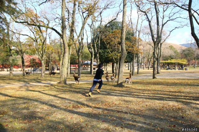 【京都】4# 奈良の紅葉