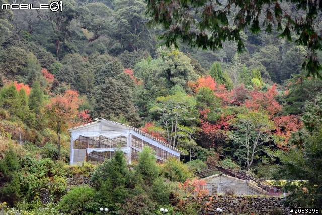 大雪山稍來山楓情