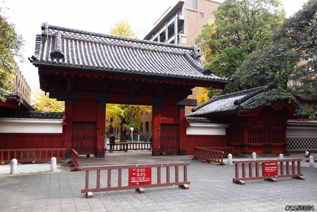 深秋銀杏．東京 外苑前並木道 & 東京大學