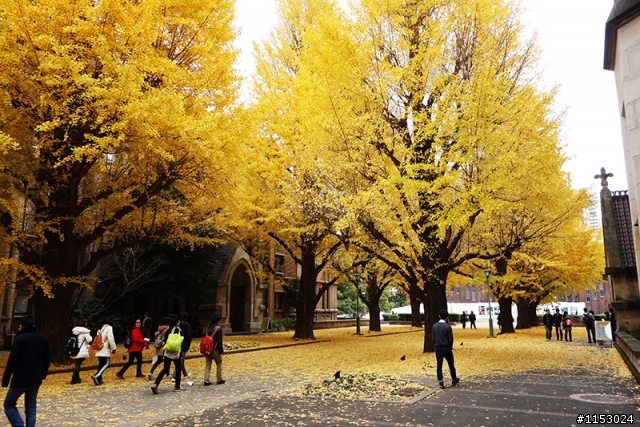 深秋銀杏．東京 外苑前並木道 & 東京大學