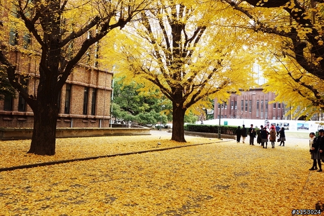 深秋銀杏．東京 外苑前並木道 & 東京大學