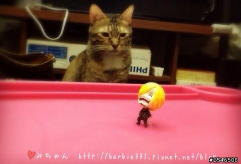 ♥寵物小日記分享♥☆Neko VS. 香吉士☆