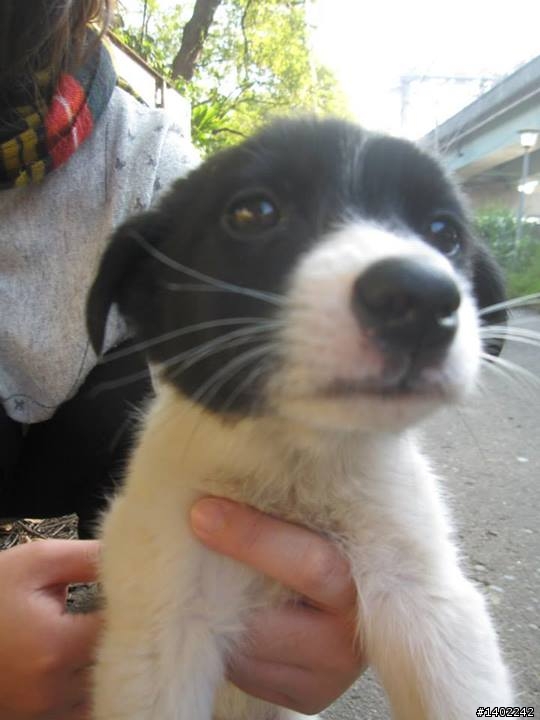 **台北內湖**黑白郎君~黑白雙雄~超可愛米克斯領養^^