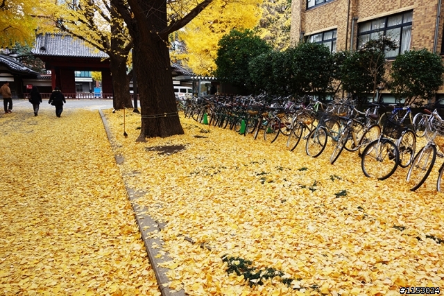 深秋銀杏．東京 外苑前並木道 & 東京大學