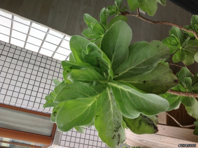白水木發霉