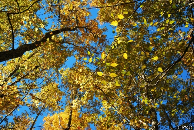 楓紅時刻 * 新竹秀巒 . 控溪吊橋 ( 軍艦岩 )
