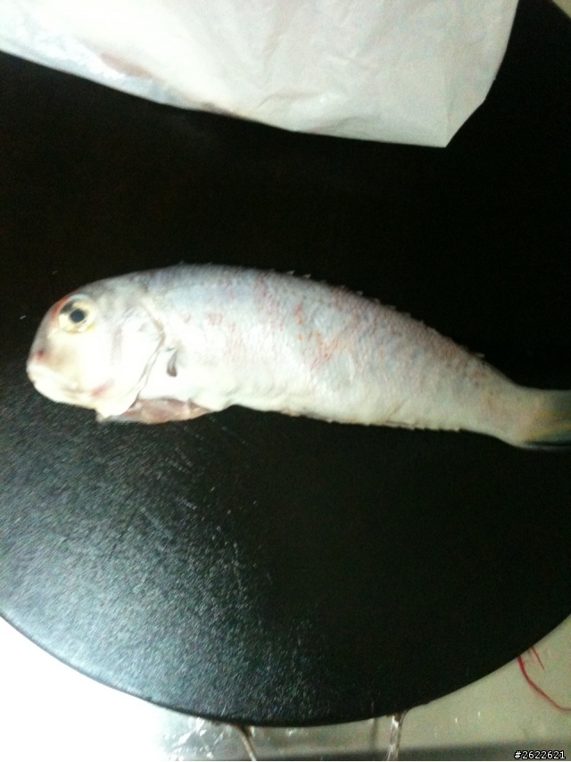 麻煩各位大大解答 這條魚叫什麼~