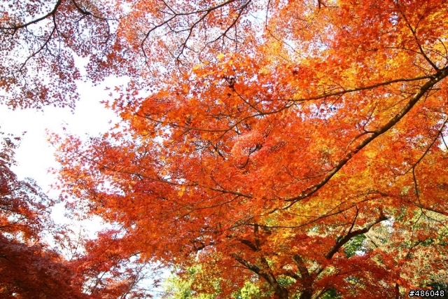 【京都】4# 奈良の紅葉