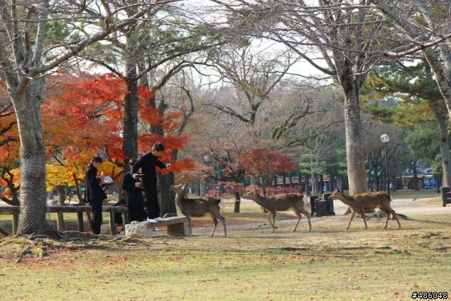 【京都】4# 奈良の紅葉