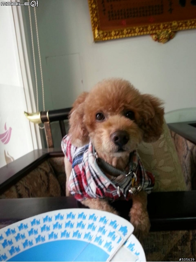 [協尋] 西屯逢甲烈美街附近 咖啡紅中型貴賓犬