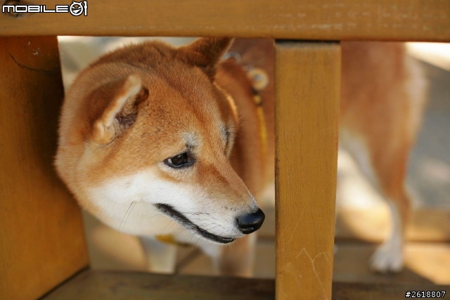 2013.12.21 台中寵物公園 免費拍拍毛小孩