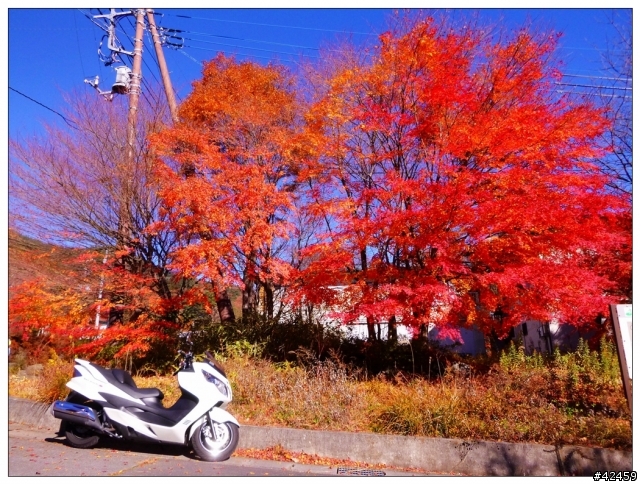 [SKYWAVE TYPE-S]富士山賞楓小品