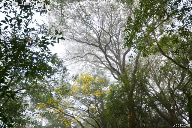 大雪山稍來山楓情