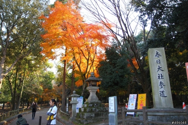 【京都】4# 奈良の紅葉