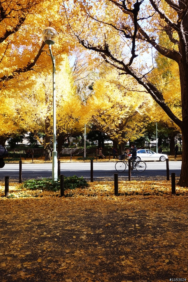 深秋銀杏．東京 外苑前並木道 & 東京大學