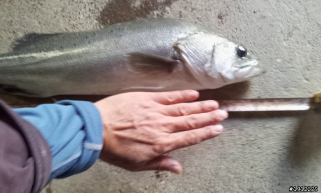 請問版上  賢拜 七星鱸魚的釣法