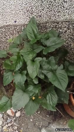植物名稱求解