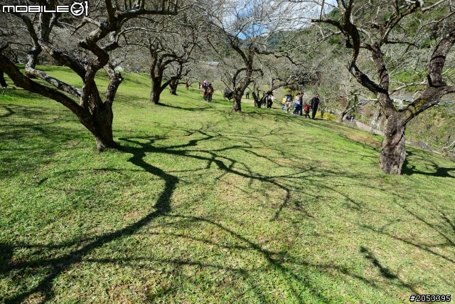 牛稠坑柳家梅園賞梅祕境