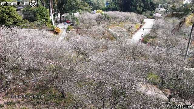 美食狗汪汪【嘉義-遊記】雪巔上的咖啡香 嘉義梅山公園