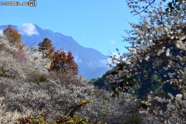 牛稠坑柳家梅園賞梅祕境