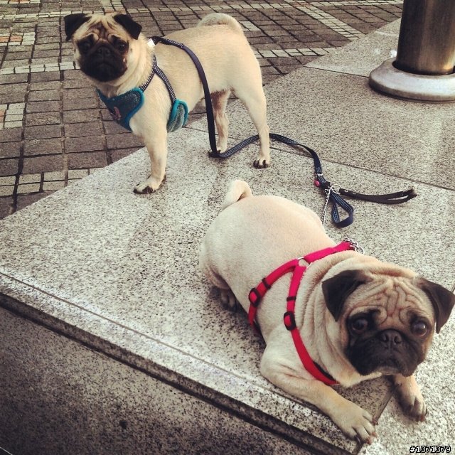 因為牠們我現在很幸福。 巴哥犬 Cash & Pork