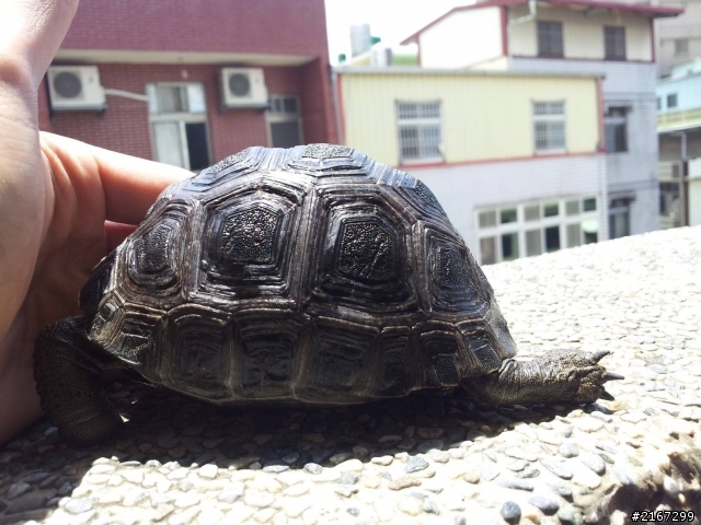 亞達伯拉的小小成長