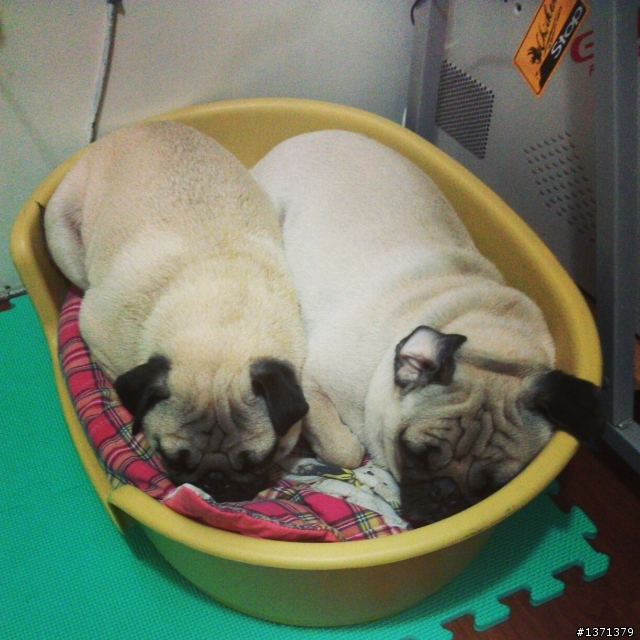 因為牠們我現在很幸福。 巴哥犬 Cash & Pork