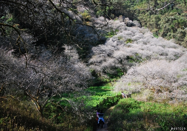 南投信義牛稠坑 . 柳家梅園 ( 後山祕境篇 )