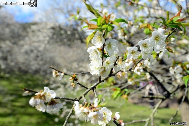 牛稠坑柳家梅園賞梅祕境