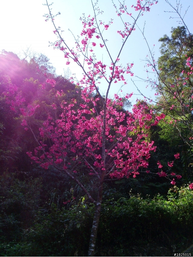 緋櫻。霧台 (14P)
