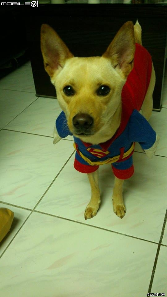 [協尋]求求台南人幫忙協尋台南黃金海岸失蹤的米克斯犬