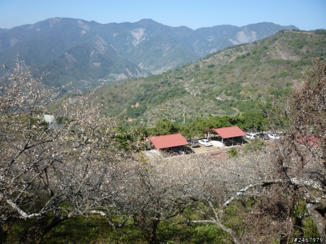 古厝賞梅~寶來泡湯