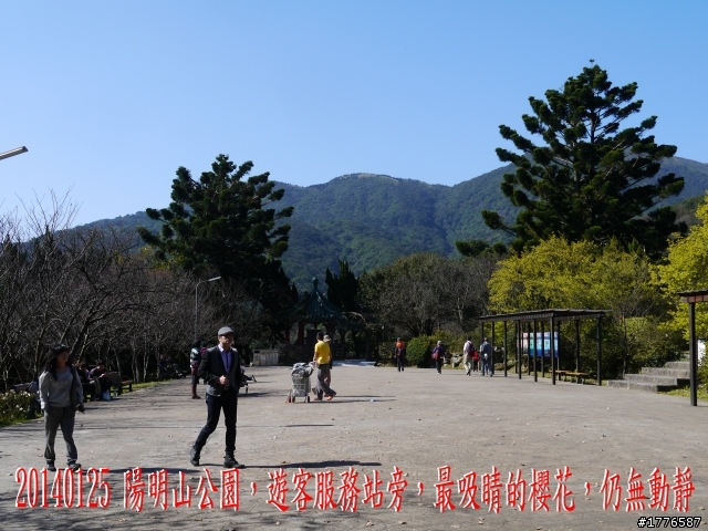 20140125  平菁街42巷陽明山賞櫻之旅