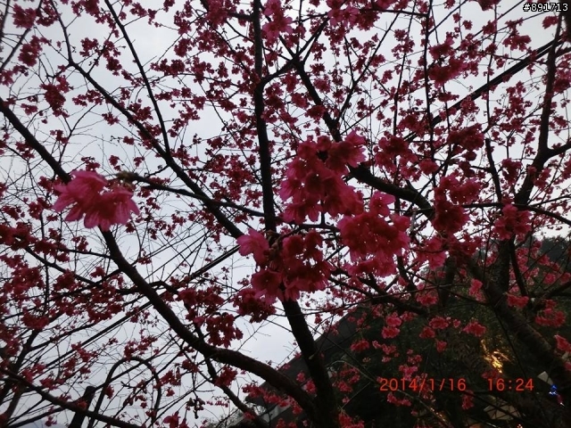 1/26烏來老街及花園新城櫻花