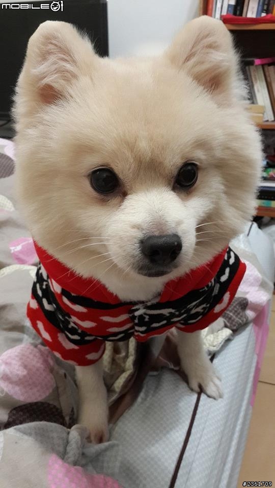 想請問一下這到底是博美還是狐狸還是...?