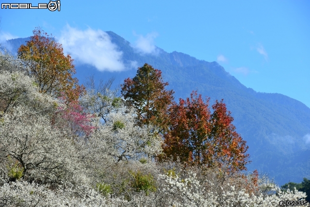 牛稠坑柳家梅園賞梅祕境