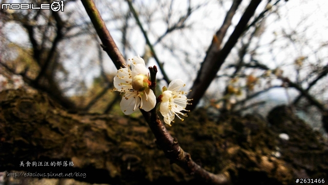 美食狗汪汪【嘉義-遊記】雪巔上的咖啡香 嘉義梅山公園